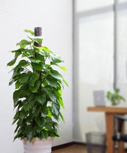 绿萝柱养殖指南（注意事项）