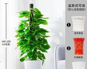 绿萝柱的养殖方法和注意事项（打造室内清新空气）