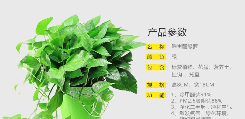 绿萝柱的养殖方法和注意事项（打造室内清新空气）