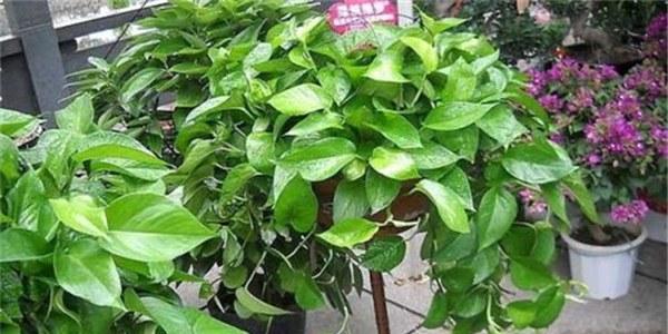 如何让绿箩更旺盛（绿箩养护技巧及注意事项）