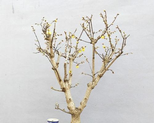 绿梅盆景的养殖方法和注意事项（打造迷人的绿意盆景家居生活更加美好）