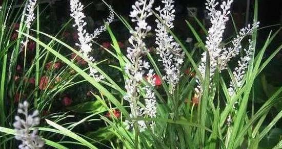 绿色开花植物的美丽与特点（探寻绿色开花植物的花色）