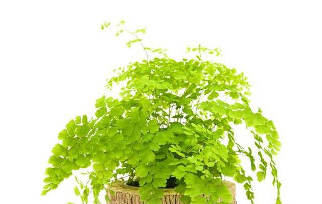 绿色开花植物的美丽与特点（探寻绿色开花植物的花色）