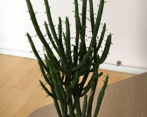 绿珊瑚的开花周期与特点（探秘绿珊瑚的开花时间）