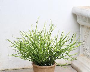 绿珊瑚盆栽的养殖技巧（打造自家的绿色小天地）
