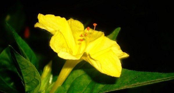 以夜来香的花语——爱情的承诺（以夜来香花语解读）