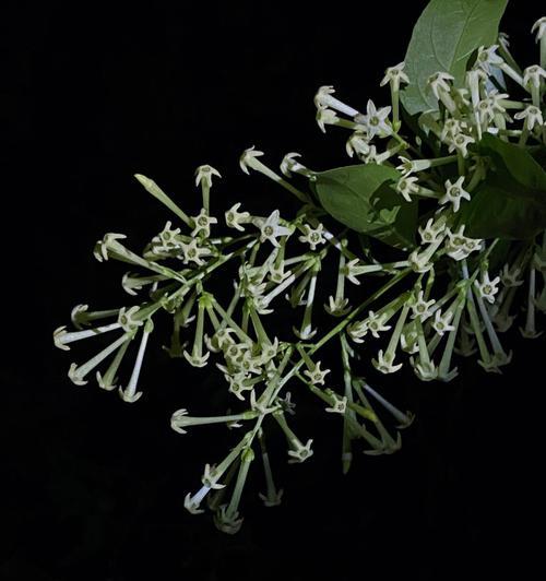 夜来香——传承千年的芬芳之谜（揭开夜来香的神秘面纱）
