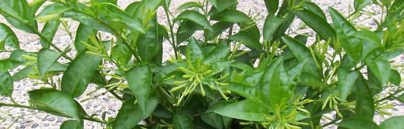 以夜来香花语之美——芬芳满溢的暗夜之花（追寻爱与神秘的香氛）
