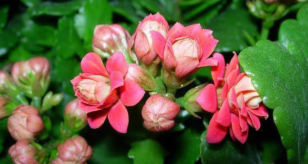 花卉寓意与美好心情（从花海中寻找生活的灵感与希望）