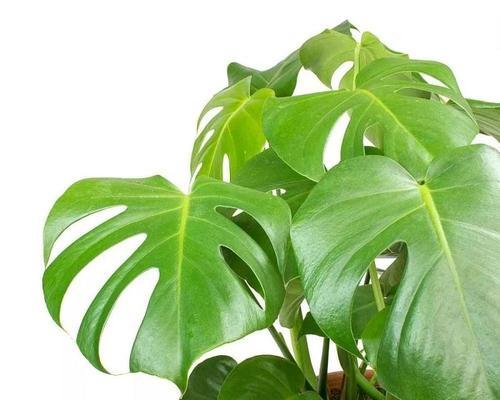 一叶兰的寓意与花语——傲立不群的生命之美（以坚韧和自信）