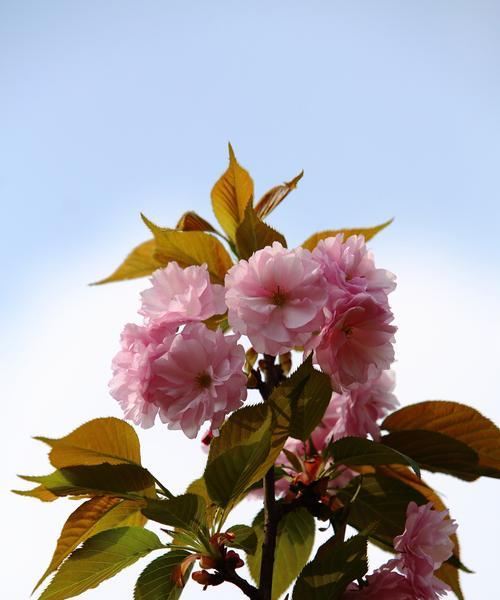 樱花之美（探寻樱花的花语）