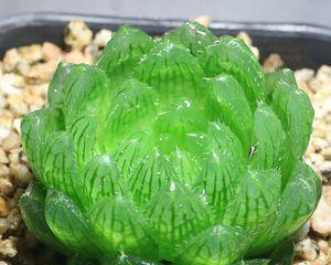 樱水晶的花语寓意是什么（探究樱水晶花语的深层含义）