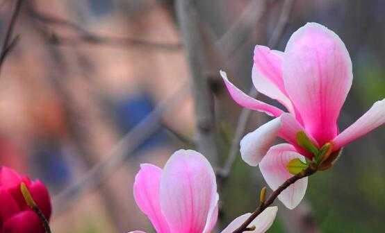 玉兰花语的象征意义——纯洁与高贵（探秘玉兰花的花语）