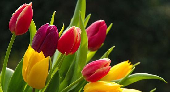 郁金香的花语（郁金香之美）