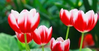 郁金香之美（探索郁金香的花语及其深层含义）
