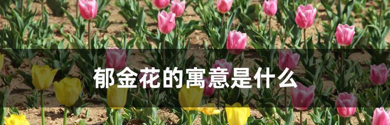 郁金香之美（探索郁金香的花语及其深层含义）