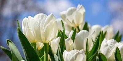 以郁金香花语和寓意为主题的送礼指南（寓意浓厚的郁金香花束）