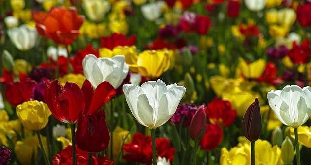 以郁金香花语和寓意为主题的送礼指南（寓意浓厚的郁金香花束）