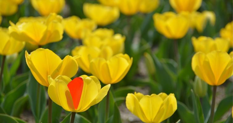 郁金香花语与寓意（解读郁金香的花语）