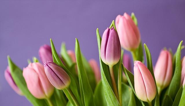 郁金香花语与代表意义——美丽、繁荣与激情（郁金香花语的深刻意义与背后的故事）