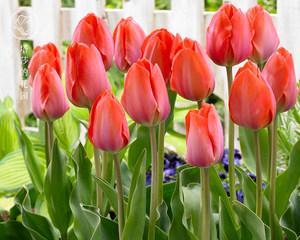郁金香花语之以郁金香送几朵的含义（揭秘郁金香花语与送花数的奥秘）