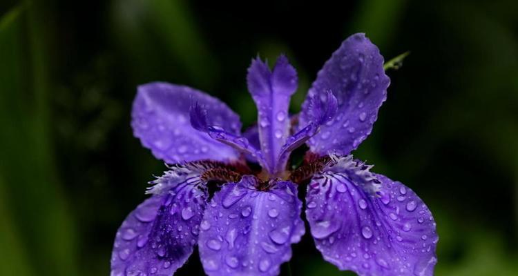 鸢尾花（揭示鸢尾花所代表的深层意义和其在不同文化中的重要地位）