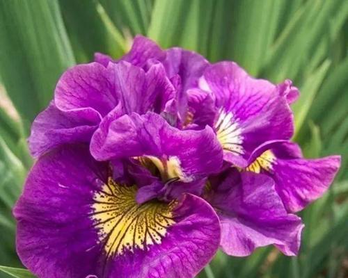 鸢尾花（探寻鸢尾花的花语和神秘传说）