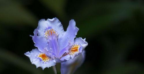 鸢尾花（探寻鸢尾花的花语和神秘传说）