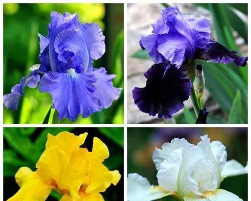 鸢尾花的花语与传说（揭秘鸢尾花的神秘之美）