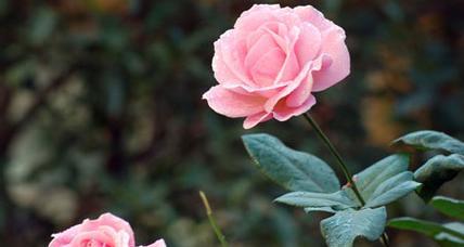 月季花的花语与寓意（探索月季花的丰富含义）