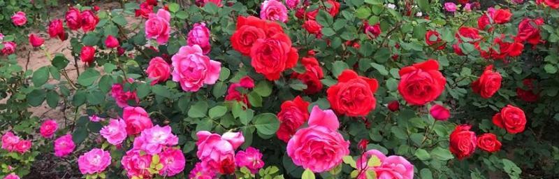 月季花（花语解读）