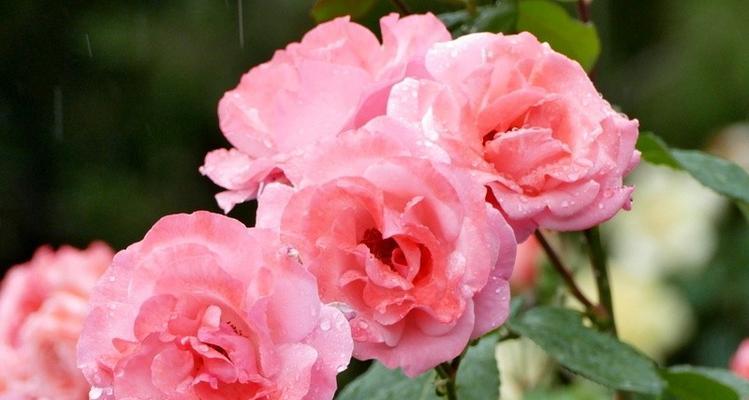 月季花语（探索月季花的意义与象征）
