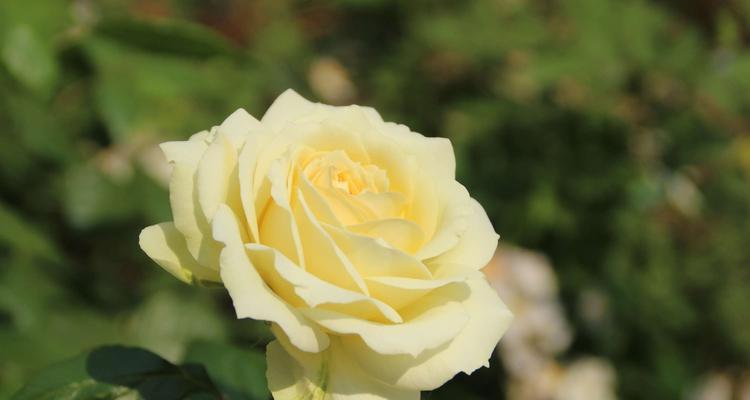 月季花的花语及传承千年的美丽（探秘月季花的花语与文化背景）