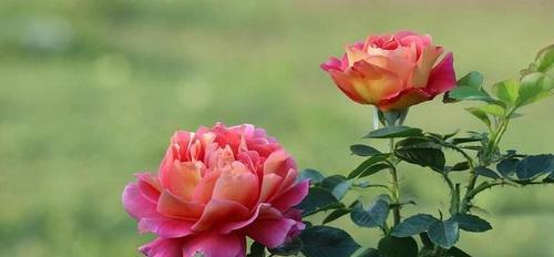 月季花语（探索月季花语的深层意义和情感表达）