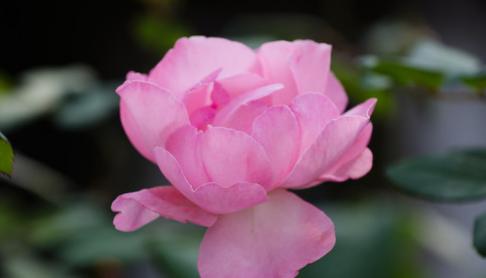 月季花语（探索月季花语的深层意义和情感表达）