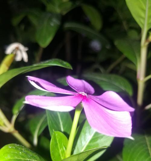 长春花花语（美丽的花朵传递着希望与爱）