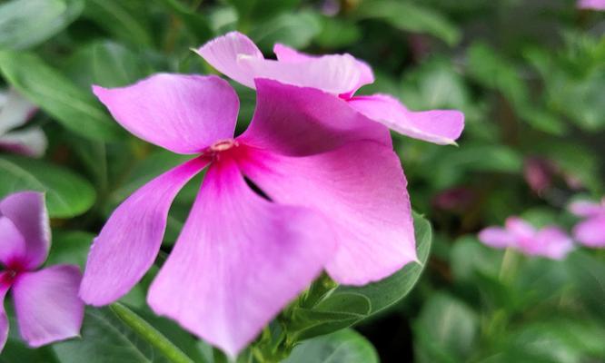 长春花花语与寓意——传递爱与希望的鲜花之语（长春花的花语和寓意）