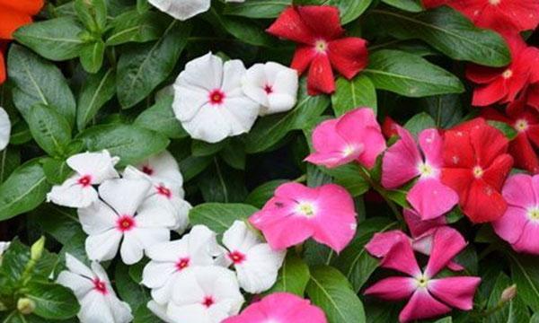 长春花（揭示长春花的丰富内涵与寓意）