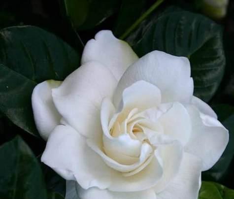 栀子花的花语与寓意（探寻栀子花的文化内涵与传奇）