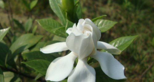 栀子花的花语与寓意（探寻栀子花的文化内涵与传奇）