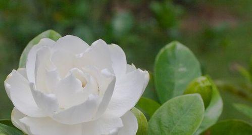 栀子花的寓意与象征意义（追寻永恒的美丽之花）