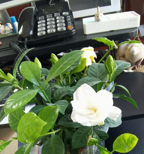 栀子花的寓意与送花对象（美丽的栀子花及其适合送给的人）