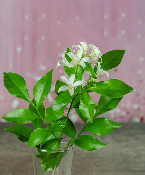 栀子花的寓意与送花对象（美丽的栀子花及其适合送给的人）