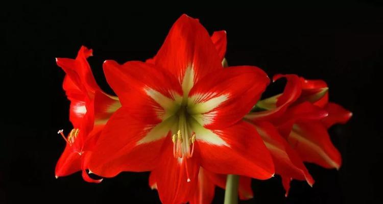 朱顶红的花语及其美丽寓意（探秘朱顶红花的花语与象征意义）