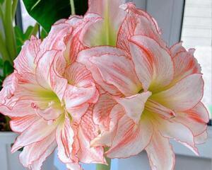 朱顶红的花语及其美丽寓意（探秘朱顶红花的花语与象征意义）