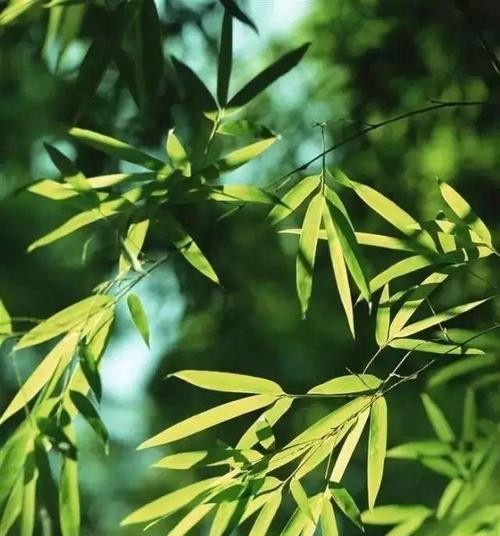 竹子的特点与象征意义（竹子的生命力与人文价值）