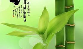 竹子的特点与象征意义（竹子的生命力与人文价值）