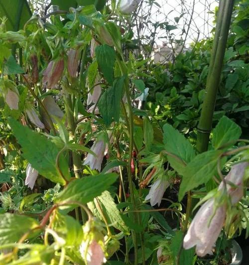 紫斑风铃草的花语及意义解析（追寻花海中的神秘紫斑风铃草之美）