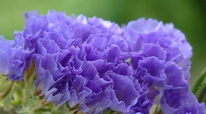 紫罗兰花语（探索紫罗兰花语）