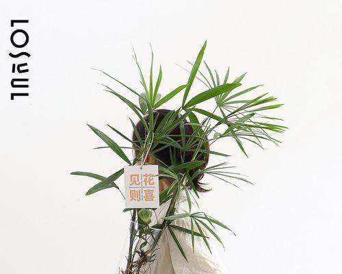 水栽植物-让家居更生机勃勃（打造自然）